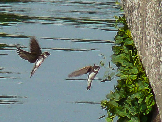 Hirondelles de rivage adultes (Sand martin, Riparia riparia) proches de l'entrée de leur nid camouflé derrière la végétation, Mont-Bernanchon, Hauts de France. Photo Bernard Compagnon.